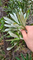 Banksia integrifolia compar