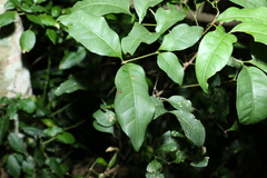 Alectryon reticulatus