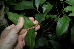 Alectryon reticulatus