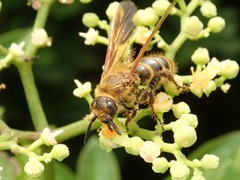 Megacampsomeris prismatica