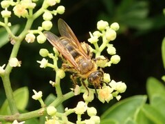 Megacampsomeris prismatica