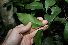 Alectryon reticulatus