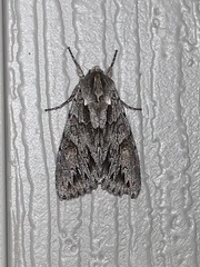Andropolia