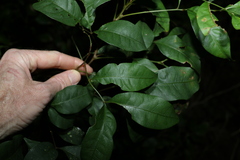 Alectryon reticulatus