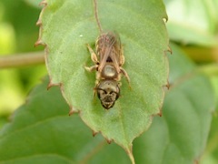 Halictus aerarius