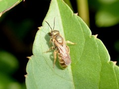 Halictus aerarius
