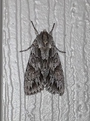 Andropolia