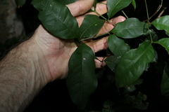 Alectryon reticulatus