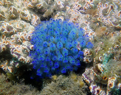 Clavelina australis