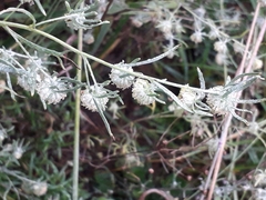 Artemisia jacutica