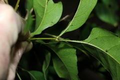 Alectryon reticulatus