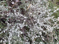 Artemisia jacutica