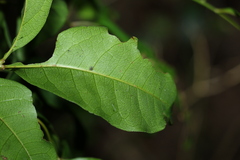 Alectryon reticulatus