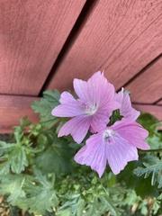 Malva moschata