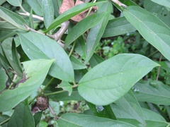 Dioscorea pentaphylla