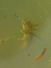 Ichthyosaura alpestris