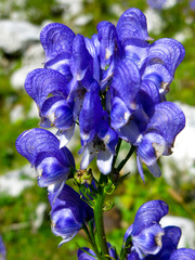 Aconitum angustifolium