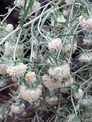 Artemisia jacutica