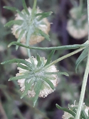 Artemisia jacutica