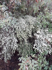 Artemisia jacutica