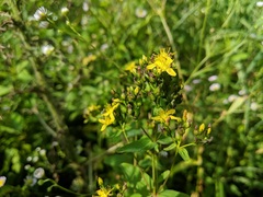 Hypericum perforatum perforatum