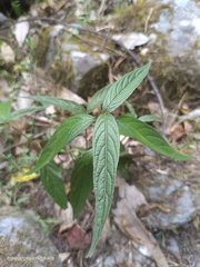 Eupatorium formosanum