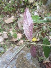 Eupatorium formosanum
