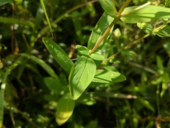 Hypericum perforatum perforatum