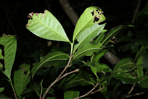 Image of Ixora beckleri by (c) Greg Tasney, some rights reserved (CC BY-SA)