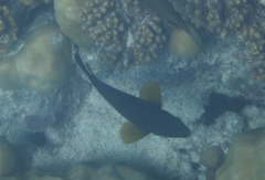 Neoglyphidodon melas