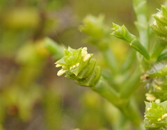 Tecticornia triandra
