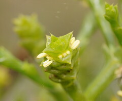 Tecticornia triandra
