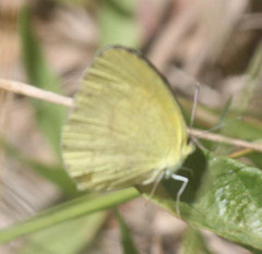 Eurema brigitta