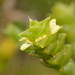 Tecticornia triandra - Photo (c) Reiner Richter, μερικά δικαιώματα διατηρούνται (CC BY-NC-SA), uploaded by Reiner Richter