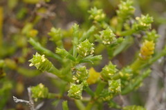 Tecticornia triandra