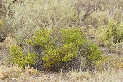 Tecticornia triandra