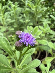 Cyanthillium maritimum