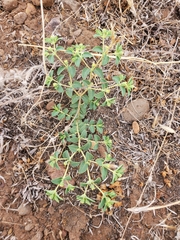 Euphorbia ocellata