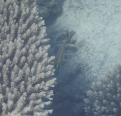 Chaetodon trifascialis