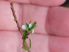 Taxodiomyia cupressi