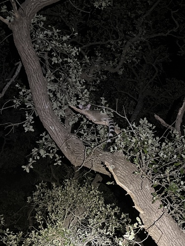 Ringtail (Bassariscus astutus)