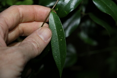 Parsonsia rotata