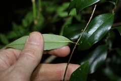 Parsonsia rotata
