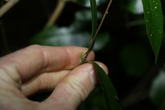 Parsonsia rotata