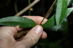 Parsonsia rotata