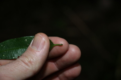 Parsonsia rotata