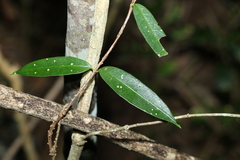 Parsonsia rotata