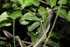Parsonsia rotata
