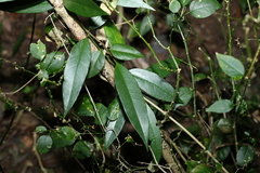 Parsonsia rotata
