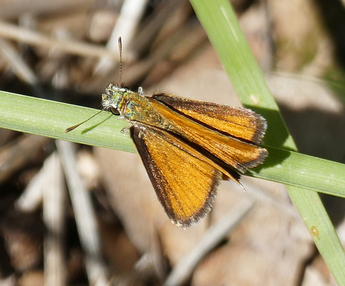 Edwards's Skipperling photo 2